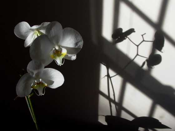 Orchid