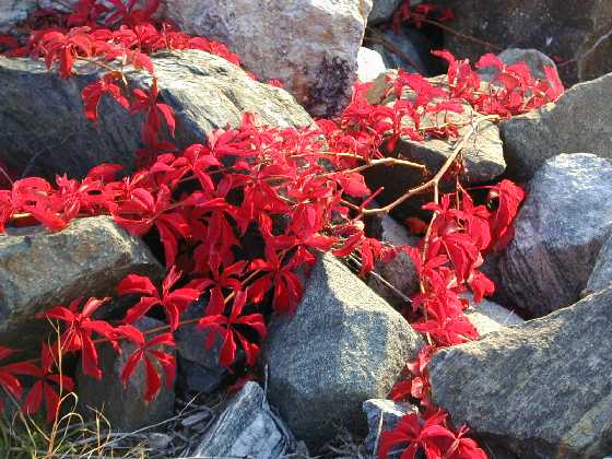 Red Vine